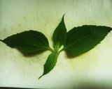 ♪カラットサクサク菊芋の葉の天ぷら♪作り方1写真