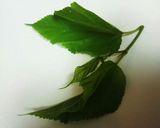 ♪カラットサクサク桑の葉の天ぷら♪作り方1写真