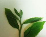 ♪カラットサクサク柿の葉の天ぷら♪作り方1写真
