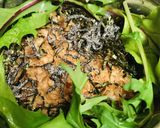 丼弁当●15分でつくる温泉玉子の目玉丼作り方3写真