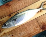 サバのみそ煮作り方6写真