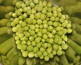 簡単❣️旬のうすい豆を土鍋で玄米ご飯作り方1写真