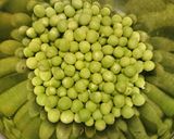 簡単❣️旬のうすい豆を土鍋で玄米ご飯作り方1写真