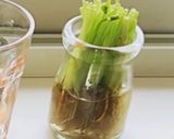 捨てないで育てる★簡単三つ葉栽培作り方2写真