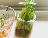 捨てないで育てる★簡単三つ葉栽培作り方3写真