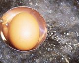 簡単！コンビニの味付き半熟ゆでたまご作り方6写真