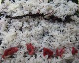 クルクル◎おむすび作り方5写真