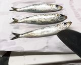 簡単オイルサーディン作り方2写真