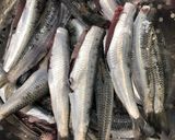 簡単オイルサーディン作り方4写真