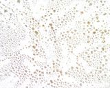 カレー伝導師のレンジだけで豚の角煮カレー作り方11写真
