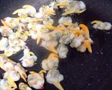 浅蜊とトマトのパスタ作り方8写真