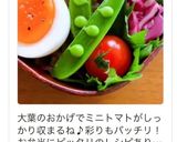 お弁当の隙間にミニトマトを大葉に乗せて♪作り方7写真