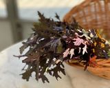 赤からし菜のジェノベーゼ風ソース作り方1写真