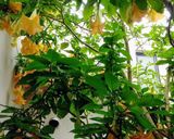 　「煎り糠」で糠床つくり(◍•ᴗ•◍)❤作り方9写真