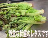 レタスの鮮度が蘇る方法作り方1写真