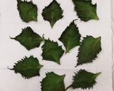 ドライ大葉&保存の仕方♡失敗しない方法✧作り方10写真