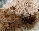 簡単☆ノンバター☆可愛いコーヒークッキー作り方4写真