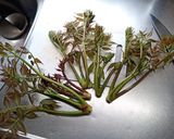 そろそろ限界のタラの芽エリンギハーブ炒め作り方2写真