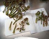 そろそろ限界のタラの芽エリンギハーブ炒め作り方3写真