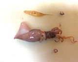 元魚屋が教える！ボイルホタル烏賊の処理作り方2写真