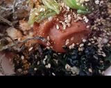 ルイボス茶漬け作り方19写真