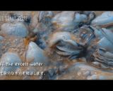おしゃれおつまみ♪牡蠣のオイル漬け作り方5写真