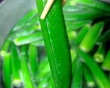 おくらのおひたし作り方8写真