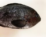 【基本】メジナ(グレ)の捌き方お刺身まで作り方2写真