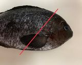 【基本】メジナ(グレ)の捌き方お刺身まで作り方3写真