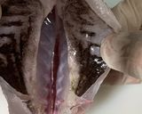 【基本】メジナ(グレ)の捌き方お刺身まで作り方5写真