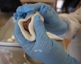 【木曽の郷土菓子】朴葉巻き作り方8写真