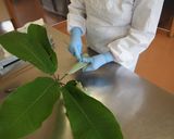 【木曽の郷土菓子】朴葉巻き作り方11写真