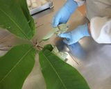 【木曽の郷土菓子】朴葉巻き作り方12写真