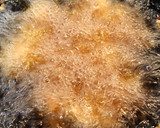 ふんにゃん家の秘伝の鶏のから揚げ！作り方5写真
