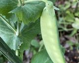 鯖缶スープカレー作り方10写真