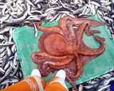 活きた水ダコのお刺身と、下処理と皮むきと作り方1写真