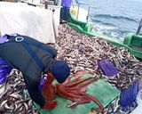 活きた水ダコのお刺身と、下処理と皮むきと作り方2写真
