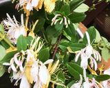ほうれん草と菊と金銀花のおひたし作り方6写真