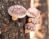ホンッッットウに美味しい！！椎茸南蛮作り方1写真