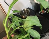 無限レモンステーキ風すきやき風作り方13写真