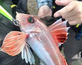 カナガシラのお刺身頭盛り付け作り方1写真