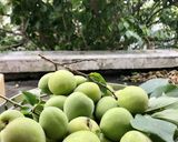 梅酒を漬けてみた！作り方1写真