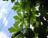 万能*ゴーヤのジャム作り方9写真