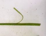 フキのアク抜き♡下処理作り方8写真