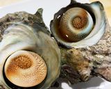 ツルッと取りやすい！茹でさざえ♬作り方3写真