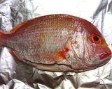 トースターと炊飯器で鯛めし作り方1写真
