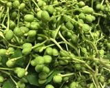山椒の実の塩漬け作り方4写真