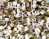 簡単！手作りもやし作り方8写真