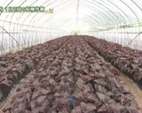 JA洞爺湖町　赤シソ①万能シソ油味噌作り方7写真