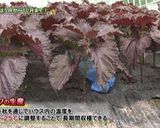 JA洞爺湖町　赤シソ①万能シソ油味噌作り方8写真